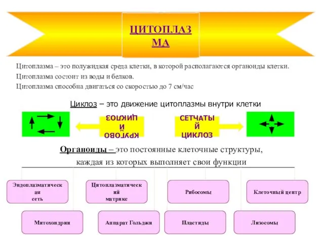 Цитоплазма – это полужидкая среда клетки, в которой располагаются органоиды клетки.