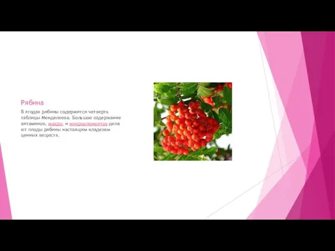 Рябина В ягодах рябины содержится четверть таблицы Менделеева. Большое содержание витаминов,