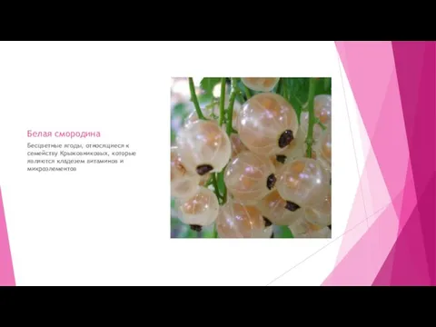 Белая смородина Бесцветные ягоды, относящиеся к семейству Крыжовниковых, которые являются кладезем витаминов и микроэлементов
