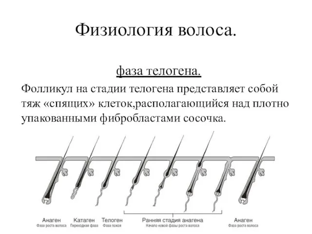 Физиология волоса. фаза телогена. Фолликул на стадии телогена представляет собой тяж