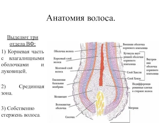 Анатомия волоса. Выделют три отдела ВФ: 1) Корневая часть с влагалищными