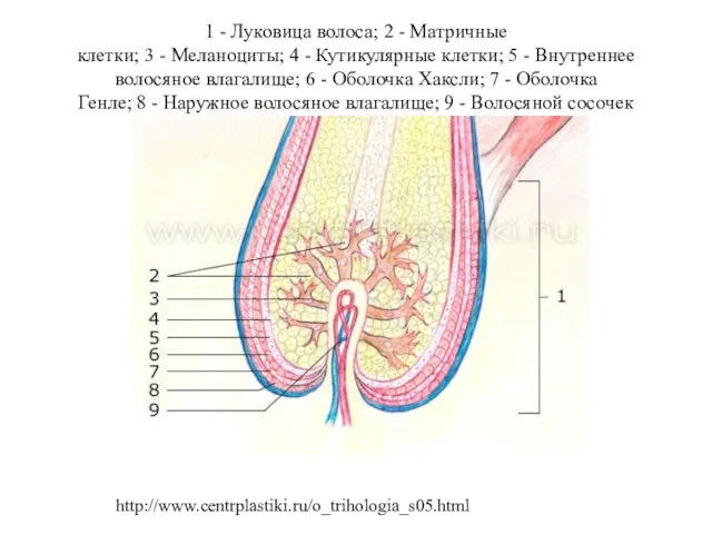 1 - Луковица волоса; 2 - Матричные клетки; 3 - Меланоциты;