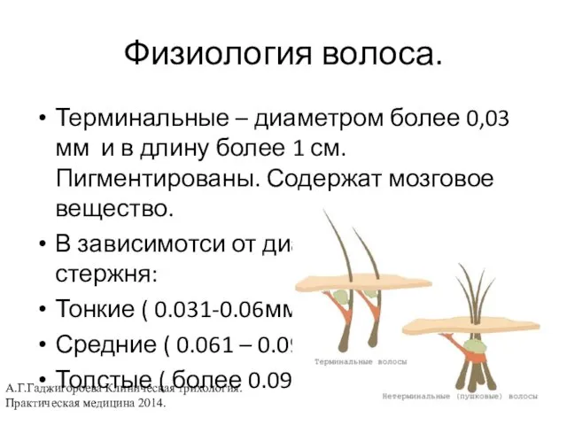 Физиология волоса. Терминальные – диаметром более 0,03 мм и в длину