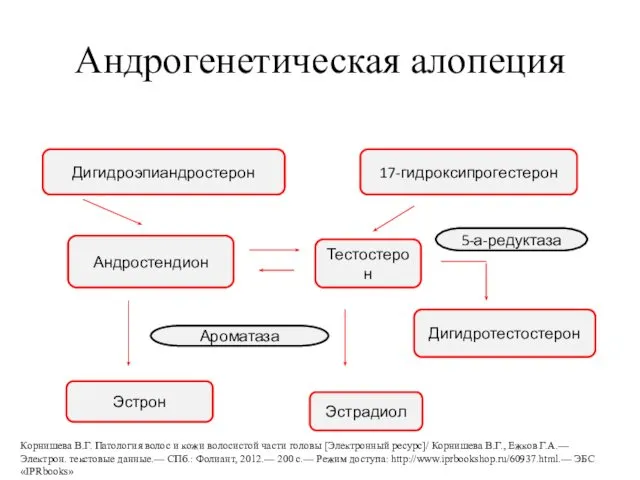 Андрогенетическая алопеция Дигидроэпиандростерон 17-гидроксипрогестерон Андростендион Тестостерон Дигидротестостерон Эстрон Эстрадиол 5-а-редуктаза Ароматаза