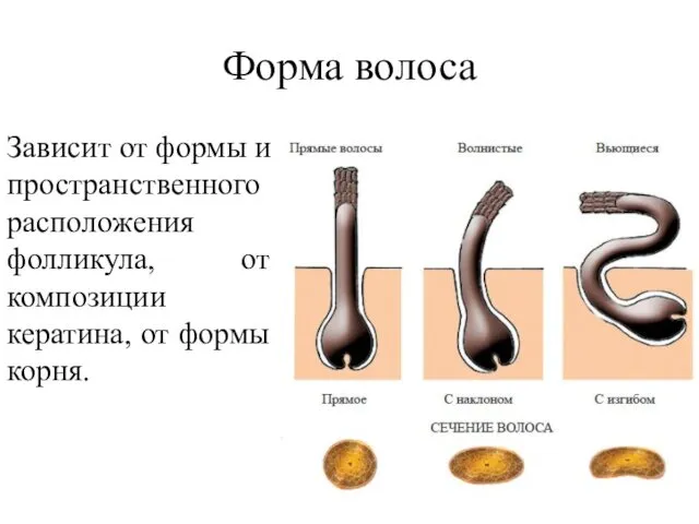 Форма волоса Зависит от формы и пространственного расположения фолликула, от композиции кератина, от формы корня.