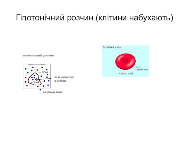 Гіпотонічний розчин (клітини набухають)