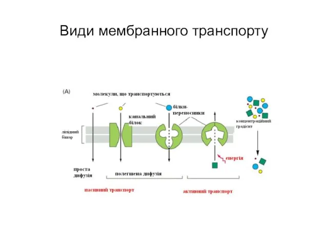 Види мембранного транспорту