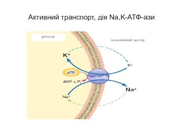 Активний транспорт, дія Na,K-АТФ-ази