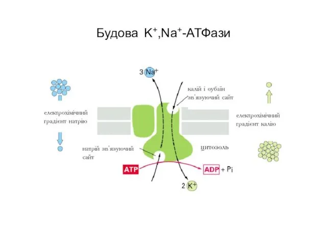 Будова K+,Na+-АТФази