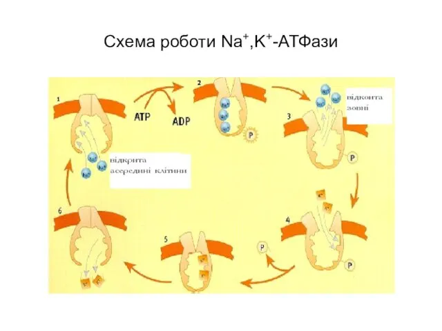 Схема роботи Na+,K+-АТФази