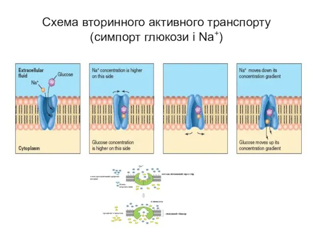 Схема вторинного активного транспорту (симпорт глюкози і Na+)