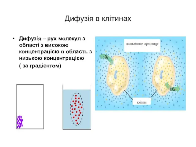 Дифузія в клітинах Дифузія – рух молекул з області з високою