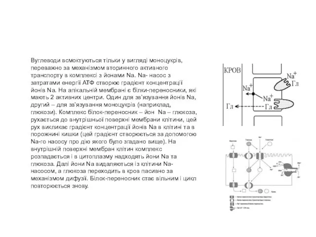 Вуглеводи всмоктуються тільки у вигляді моноцукрів, переважно за механізмом вторинного активного