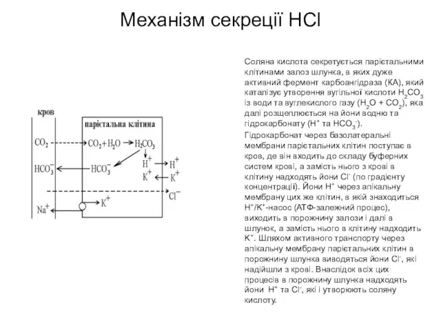 Механізм секреції HCl Соляна кислота секретується парієтальними клітинами залоз шлунка, в