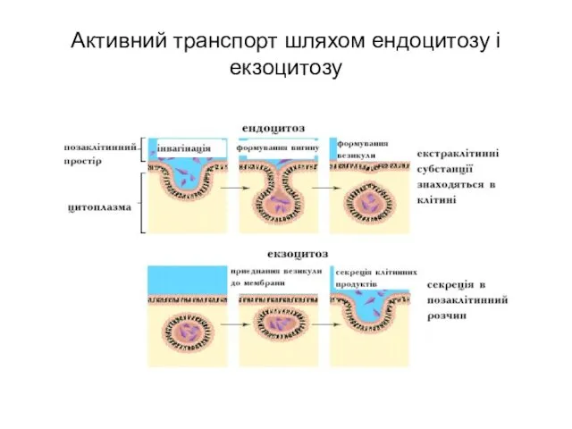 Активний транспорт шляхом ендоцитозу і екзоцитозу