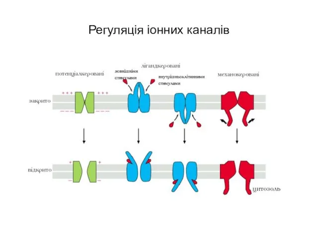 Регуляція іонних каналів