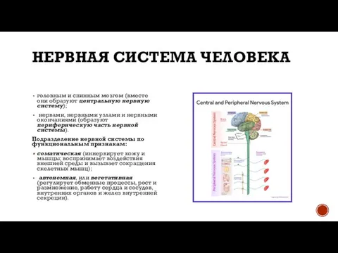 НЕРВНАЯ СИСТЕМА ЧЕЛОВЕКА головным и спинным мозгом (вместе они образуют центральную