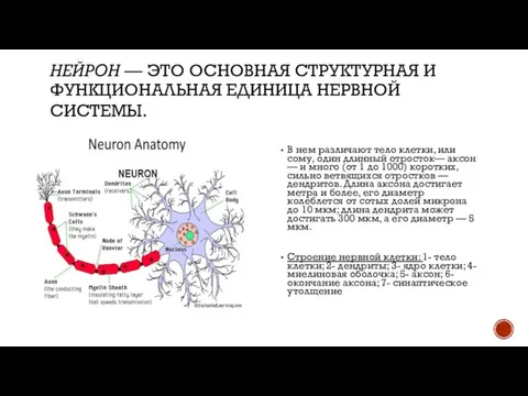 НЕЙРОН — ЭТО ОСНОВНАЯ СТРУКТУРНАЯ И ФУНКЦИОНАЛЬНАЯ ЕДИНИЦА НЕРВНОЙ СИСТЕМЫ. В