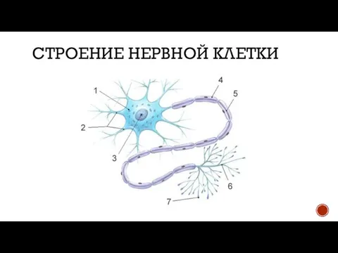 СТРОЕНИЕ НЕРВНОЙ КЛЕТКИ