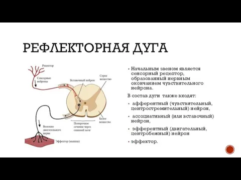 РЕФЛЕКТОРНАЯ ДУГА Начальным звеном является сенсорный рецептор, образованный нервным окончанием чувствительного