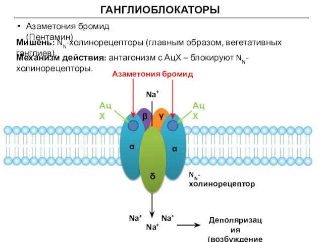 ГАНГЛИОБЛОКАТОРЫ Азаметония бромид (Пентамин) Мишень: NN-холинорецепторы (главным образом, вегетативных ганглиев). Механизм