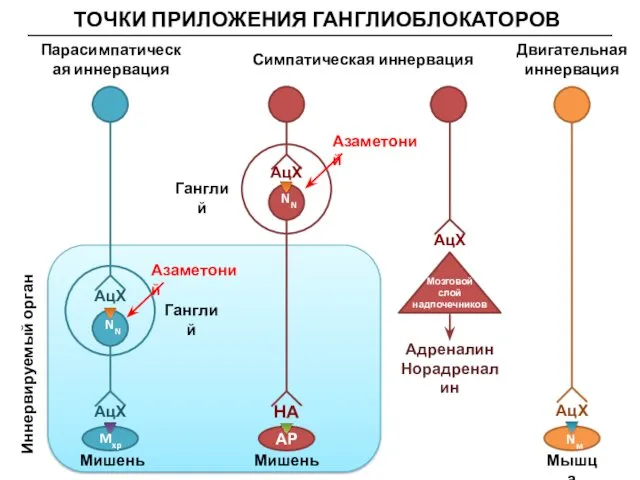 ТОЧКИ ПРИЛОЖЕНИЯ ГАНГЛИОБЛОКАТОРОВ NN АцХ АцХ Mxp Иннервируемый орган Мишень Мишень