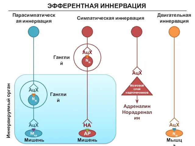 ЭФФЕРЕНТНАЯ ИННЕРВАЦИЯ NN АцХ АцХ Mxp Иннервируемый орган Мишень Мишень Парасимпатическая