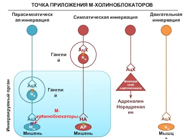 ТОЧКА ПРИЛОЖЕНИЯ М-ХОЛИНОБЛОКАТОРОВ NN АцХ АцХ Mxp Иннервируемый орган Мишень Мишень