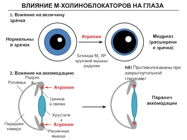 ВЛИЯНИЕ М-ХОЛИНОБЛОКАТОРОВ НА ГЛАЗА 1. Влияние на величину зрачка Атропин Блокада