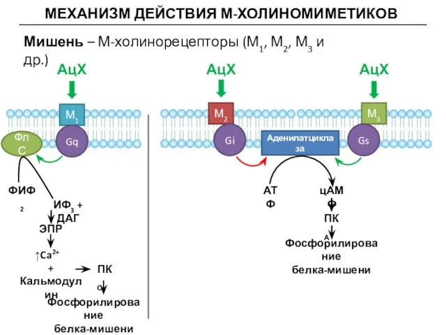 МЕХАНИЗМ ДЕЙСТВИЯ М-ХОЛИНОМИМЕТИКОВ Мишень – М-холинорецепторы (М1, М2, М3 и др.)