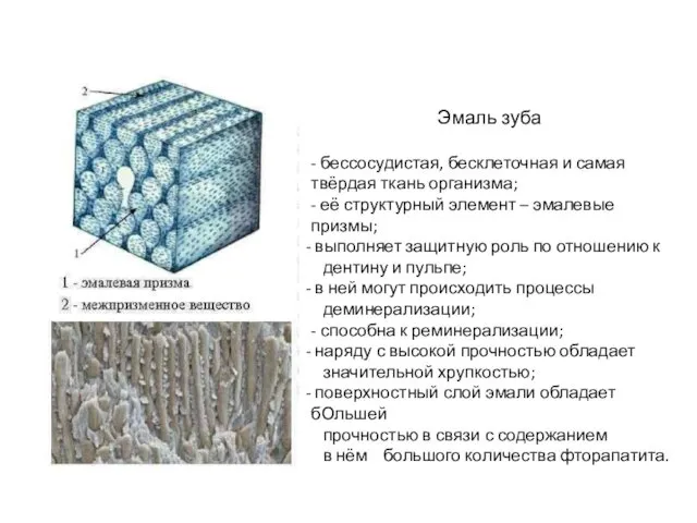 Эмаль зуба - бессосудистая, бесклеточная и самая твёрдая ткань организма; -