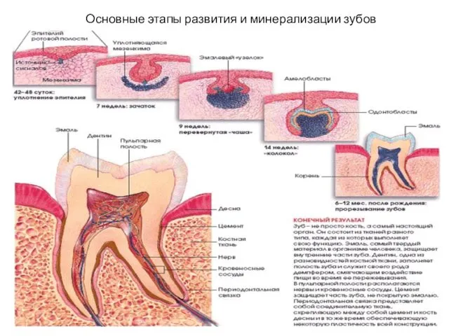 Основные этапы развития и минерализации зубов
