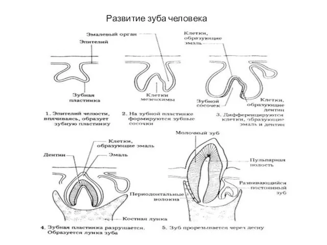 Развитие зуба человека