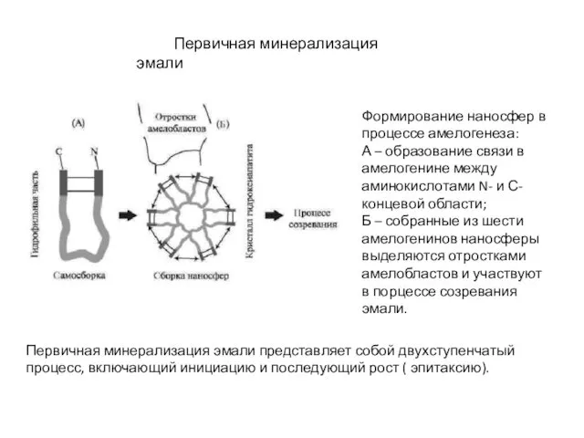 Формирование наносфер в процессе амелогенеза: А – образование связи в амелогенине