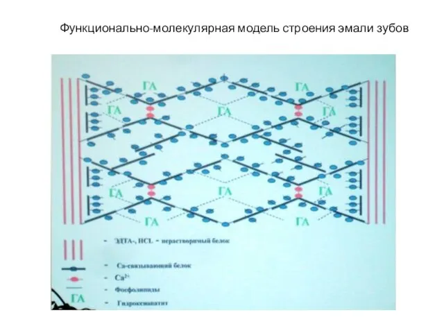 Функционально-молекулярная модель строения эмали зубов