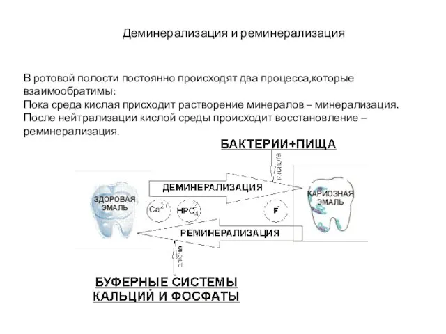 В ротовой полости постоянно происходят два процесса,которые взаимообратимы: Пока среда кислая