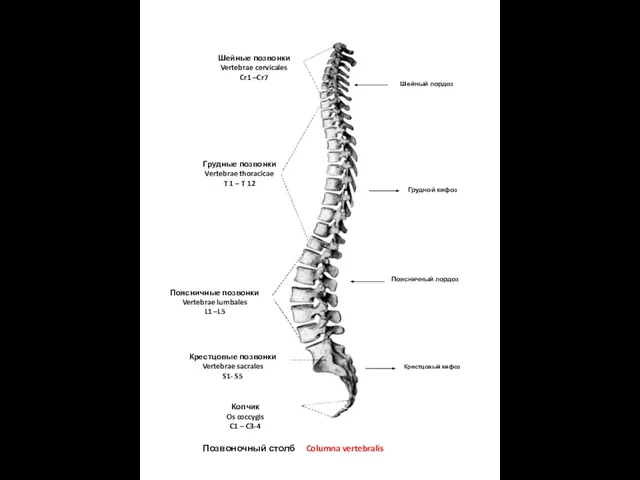 Позвоночный столб Columna vertebralis Шейные позвонки Vertebrae cervicales Cr1 –Cr7 Грудные