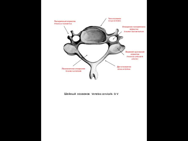 Шейный позвонок Vertebra cervicalis Cr V Тело позвонка Corpus vertebrae Дуга