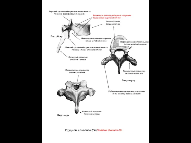 Грудной позвонок (T 6) Vertebra thoracica VI. Тело позвонка Corpus vertebrae