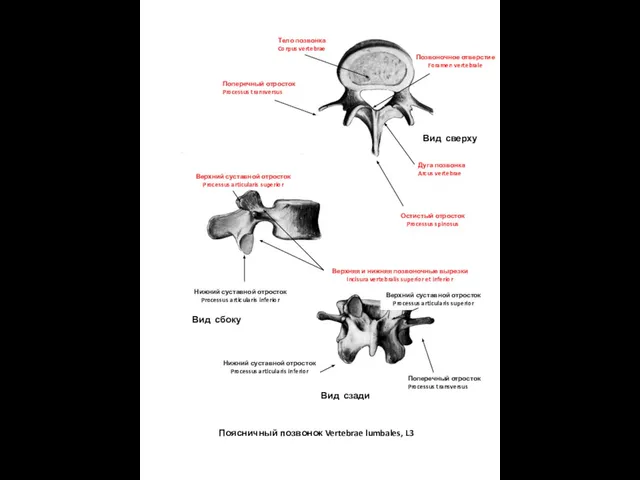 Тело позвонка Corpus vertebrae Дуга позвонка Arcus vertebrae Верхний суставной отросток