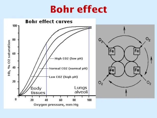 Bohr effect