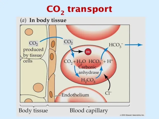 CO2 transport