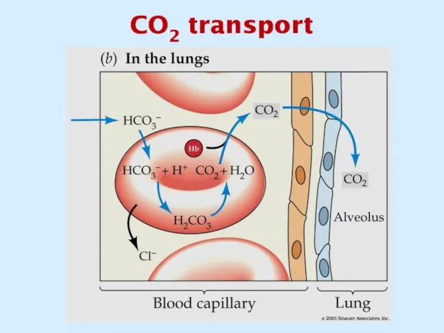 CO2 transport