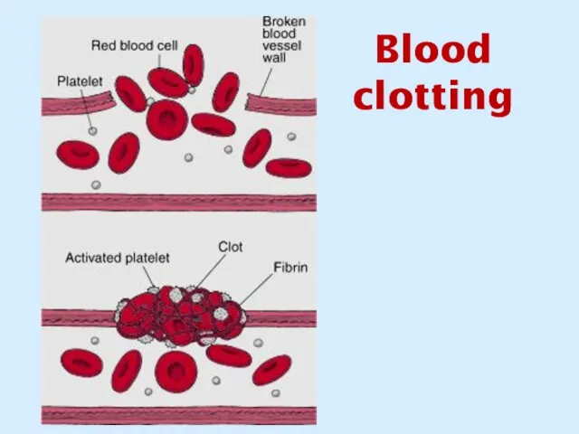 Blood clotting