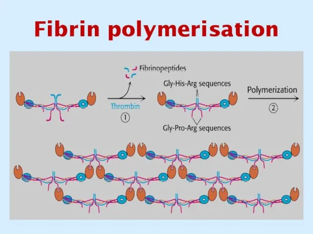 Fibrin polymerisation