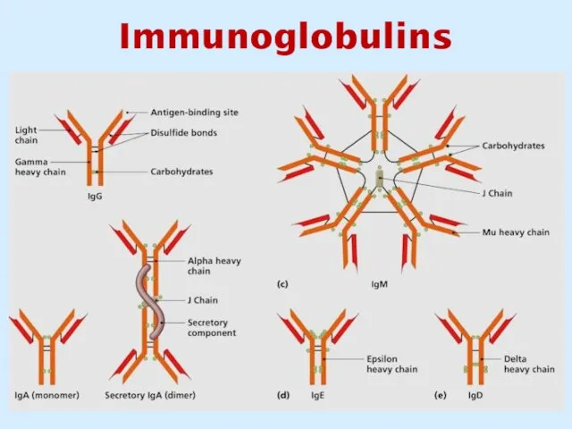 Immunoglobulins