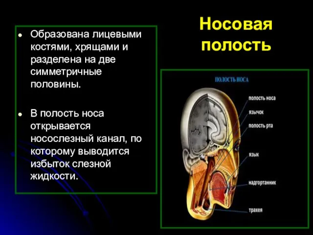 Носовая полость Образована лицевыми костями, хрящами и разделена на две симметричные