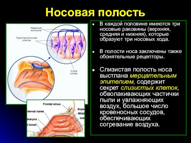 Носовая полость В каждой половине имеются три носовые раковины (верхняя, средняя