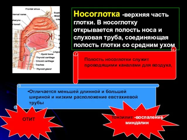 Носоглотка -верхняя часть глотки. В носоглотку открывается полость носа и слуховая