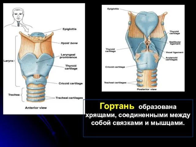 Гортань образована хрящами, соединенными между собой связками и мышцами.